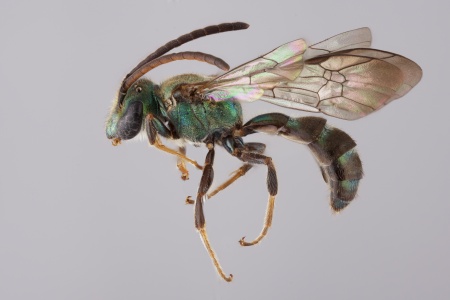 [Neocorynura male (lateral/side view) thumbnail]